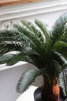 Cykas Young, sztuczna roślina w osłonce z tworzywa sztucznego