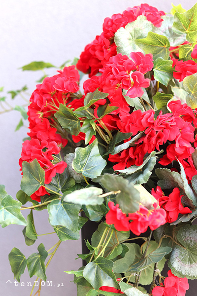 Pelargonie Reddine, dekoracja we wkładzie do donicy