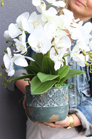 Leonite 2, storczyk w doniczce