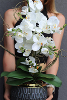 Orchid Ferana, sztuczny storczyk w szarej osłonce