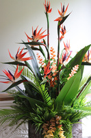 Strelicja Etna Hilton Red, egzotyczna kompozycja XXL w wysokiej donicy