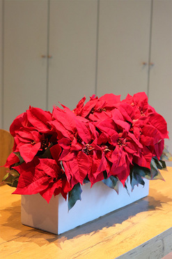 Gwiazda Betlejemska Modern Concrete, wysokiej jakości sztuczna roślina, wym.44x67cm