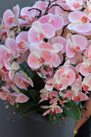 Pastelovy Róż Fiberglass, gumowy storczyk w szarej donicy