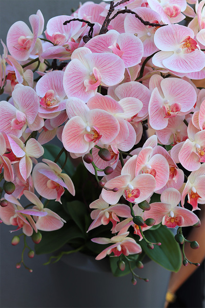 Pastelovy Róż Fiberglass, gumowy storczyk w szarej donicy