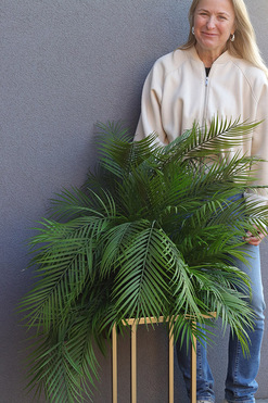 Areca Gold, kompozycja palma na stojaku, wys.125cm 