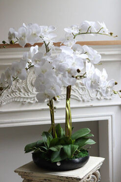 Nero Tallia, sztuczny storczyk w czarnej misie, wys.75cm