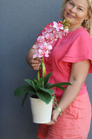 Thai Pink, gumowy storczyk w naczyniu