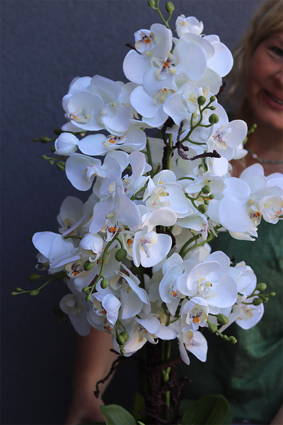 Luise Saute, storczyk w stretchu do Twojej donicy