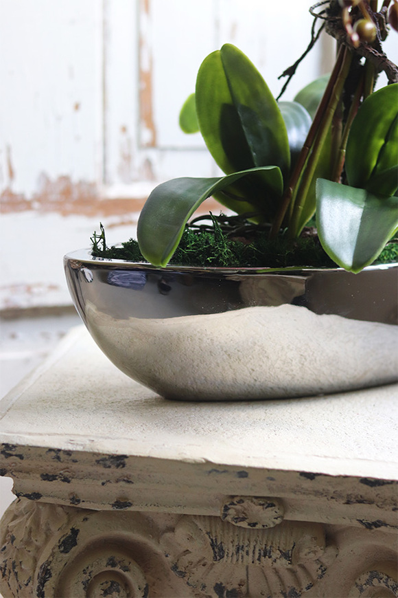 bajecznie różowy storczyk, Laos Pudrovy Silver, wys.67cm