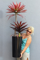 Jukka Fiberglass, sztuczna roślina w szarej donicy