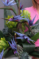 Niebieska Strelicja, egzotyczna kompozycja w donicy