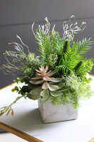 Marbello Angus, efektowna kompozycja sukulenty