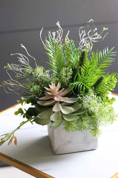 Marbello Angus, efektowna kompozycja sukulenty