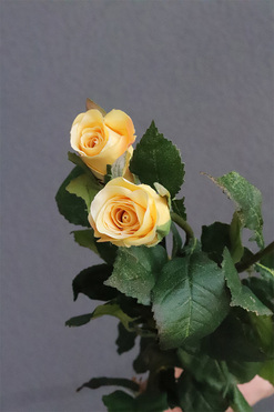 OD RĘKI Róża Juliet, gałązka sztucznej róży, żółta, dł.60cm