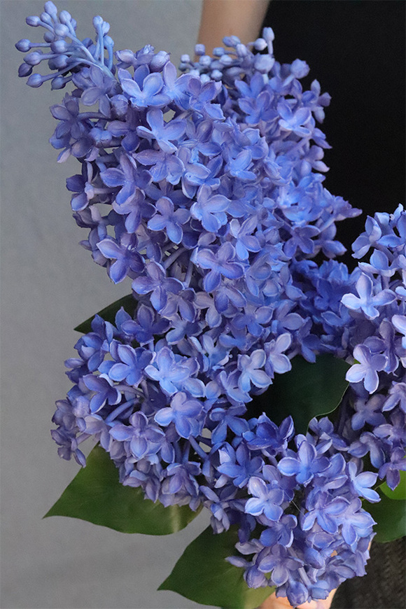 Bzy Deluxe Premium, gumowy bez kwitnący lilak, niebieski