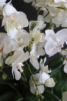 Olives Resta, nowoczesny storczyk w zielonej osłonce