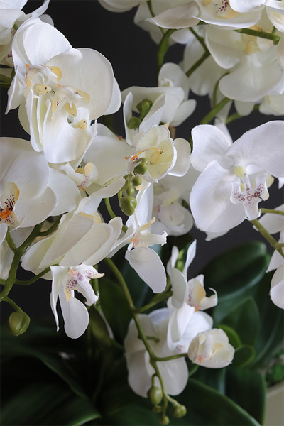 Olives Resta, nowoczesny storczyk w zielonej osłonce