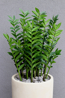 Zamiokulkas Concrete, sztuczne drzewko w betonowej donicy