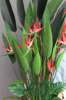 Strelicja El Dorado Red, egzotyczna kompozycja w złotej donicy