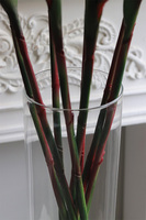 Strelicja Królewska Czerwona, bukiet kwiatów do wazonu