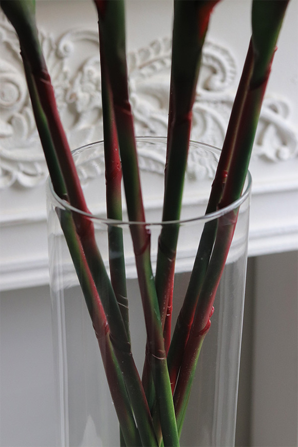 Strelicja Królewska Czerwona, bukiet kwiatów do wazonu