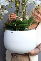 Fiberglass Grande Baloo White, sztuczny storczyk w donicy