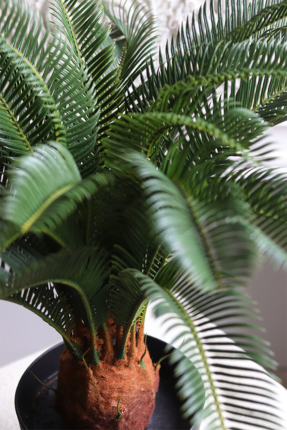 Cykas Young, sztuczna roślina w osłonce z tworzywa sztucznego