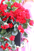 Pelargonie Reddine, dekoracja we wkładzie do donicy