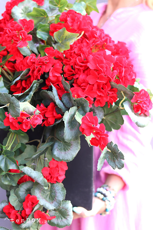 Pelargonie Reddine, dekoracja we wkładzie do donicy