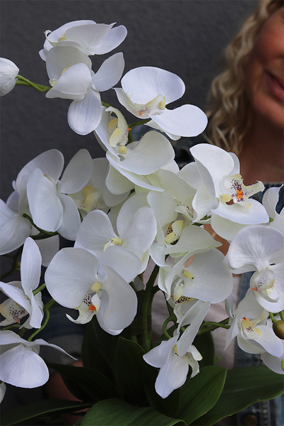 Leonite 2, storczyk w doniczce