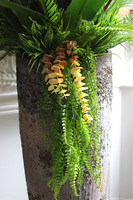 Strelicja Etna Hilton Red, egzotyczna kompozycja XXL w wysokiej donicy