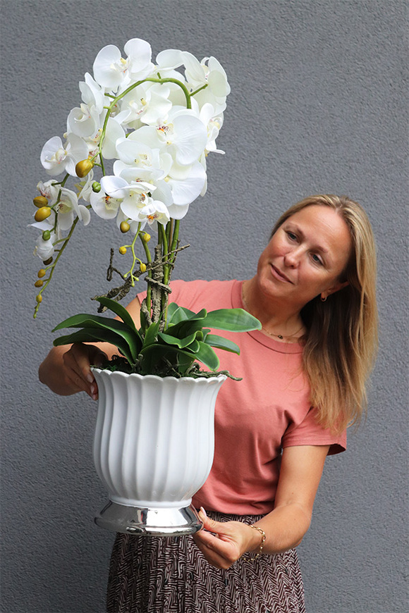Meleusa Big, storczyk w białym pucharze, wys.72cm
