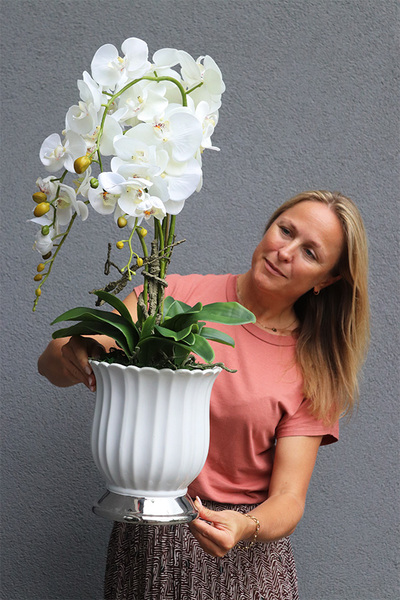 Meleusa Big, storczyk w białym pucharze, wys.72cm