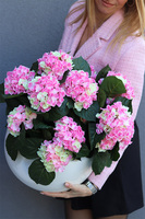 Hortensje Walter donica fiberglass z hortensjami,