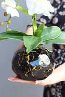 Black & Gold Abigail, storczyk w złoto-czarnej donicy, wys.50cm