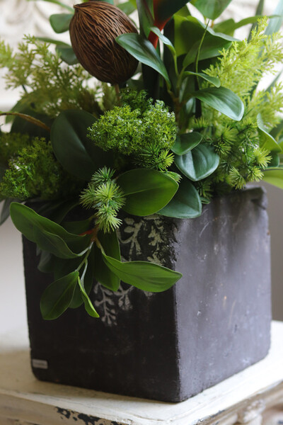 Strelicja Central Park 2, egzotyczna kompozycja w donicy