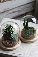 Glasso Sukulenty, ogród w szkle, wym.16x14cm