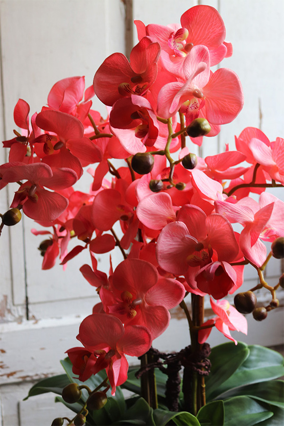 Koralovy Silver, różowy storczyk w srebrnej misie, wys.63cm