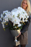 elegancki storczyk w pucharze, Pucharro, wys.86cm 