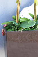 duży storczyk Marco Mediolan Hotel w brązowej plastikowej donicy, wys.101cm