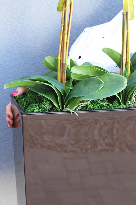 duży storczyk Marco Mediolan Hotel w brązowej plastikowej donicy, wys.101cm