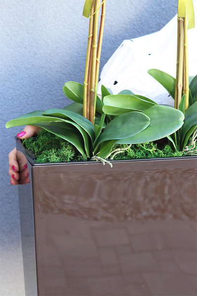 duży storczyk Marco Mediolan Hotel w brązowej plastikowej donicy, wys.101cm