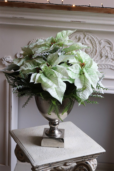 Gwiazda Betlejemska Pucharro, kompozycja świąteczna