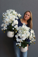 Ferani, biały storczyk w porcelanowym naczyniu, S