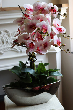 Laos Lediana, różowy gumowy storczyk, wys.67cm