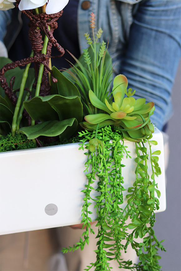 Banerra Carreta, sztuczny storczyk z sukulentami