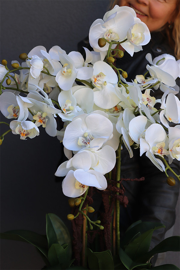 Befrao Silver, biały storczyk w srebrnej misie