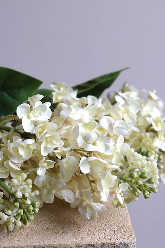 Bzy Royal, gumowy bez kwitnący lilak