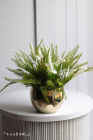 Heather Gold, wrzosy w złotej donicy