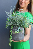 Memo, kompozycja sukulenty w donicy etno